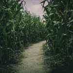haunted corn maze at night